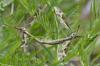 Tipula maxima
